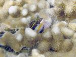 Blennies, Aspidontus dussumieri