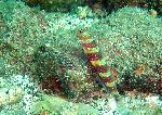 Gobies, Amblyeleotris fasciata