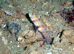 Gobies, Amblyeleotris guttata