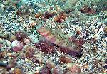 Gobies, Amblyeleotris periphthalma