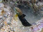 Gobies, Amblygobius phalaena