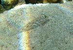 Gobies, Coryphopterus neophytus