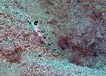 Gobies, Ctenogobiops aurocingulus