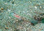 Gobies, Ctenogobiops crocineus