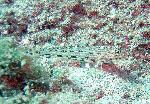 Gobies, Istigobius decoratus