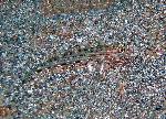 Gobies, Istigobius decoratus