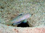 Gobies, Oplopomus oplopomus