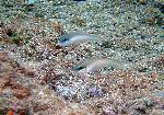 Gobies, Valenciennea sp.