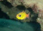 Cardinalfish, Ostorhinchus apogonides