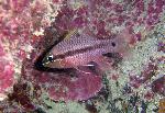 Cardinalfish, Pristiapogon kallopterus