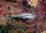 Cardinalfish, Cheiliodipterus quinquelineatus