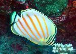 Butterflyfish, Chaetodon ornatissimus