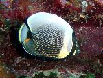 Butterflyfish, Chaetodon reticulatus