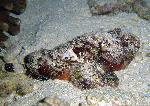 Scorpaenopsis macrochir