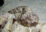 scorpionfishes, Scorpaenopsis macrochir