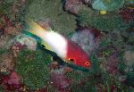 Wrasses, Bodianus axillaris