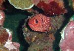 Soldierfish, Myripristis berndti