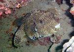 Puffers, Arothron mappa