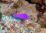 Dottybacks, Pictichromis porphyreus