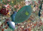 Triggerfish, Melichthys vidua