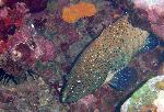 Groupers, Cephalopholis argus