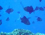 Triggerfish, Odonus niger