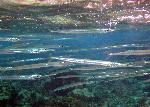 Needlefish, Strongylura incisa