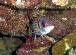 Squirrelfish, Neoniphon sammara