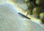 Gobies, Asterropteryx striatus