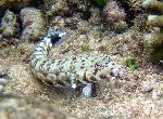 Sandperch, Parapercis millepunctata