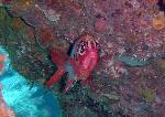 Squirrelfish, Sargocentron tiere