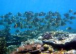 Tangs, Acanthurus guttatus