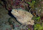 Morays, Gymnothorax meleagris