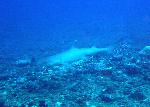 Sharks, Triaenodon obesus
