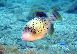 Triggerfish, Pseudobalistes flavimarginatus