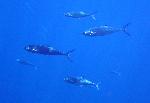Jacks, Scrombroides lysan
