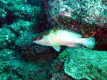 Groupers, Epinephelus fasciatus