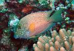 Tangs, Ctenochaetus cyanocheilus