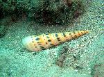 snails, Terebra maculata, auger snail