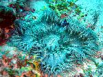 anemones, Heteractis aurora