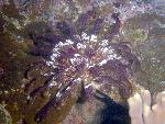 crinoids, crinoid III