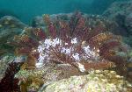 crinoids, crinoid