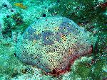 seastars, Culcita novaeguineae
