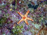 seastars, Froma sp.