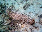 sea cucumbers, Bohadschia argus