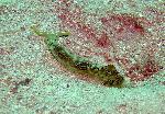 nudibranchs, Elysia ornata