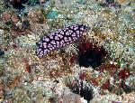 nudibranchs, Phyllidia pustulosa