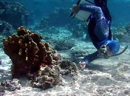 Diver monitoring coral transects at Ofu.