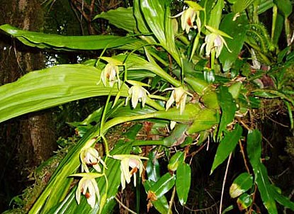 Native orchids are commonplace in the park's montane forest.
