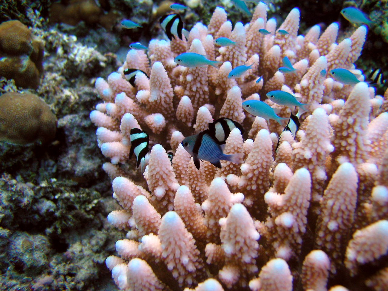Coral and fishes
